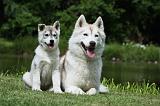 SIBERIAN HUSKY 379